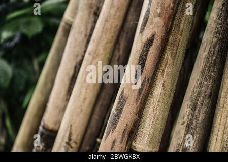 Pile of Bamboo sticks  with green forest on background Stock Photo