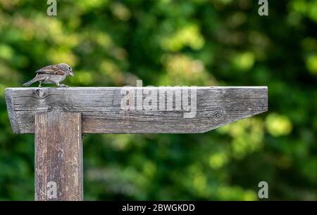 A House Sparrow Passeridae perched on a wooden signpost Stock Photo