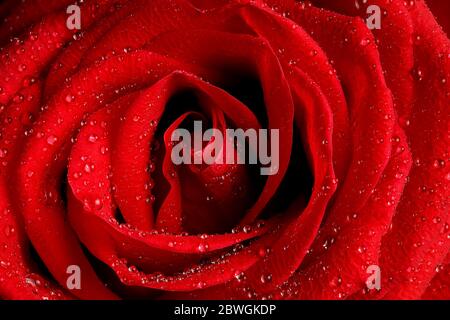 macro of beautiful red rose with water drops Stock Photo