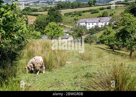 sheep Feeding on Devon farm, Springtime, Summer, Beauty In Nature, Cloud - Sky, Color Image, Devon, Livestock, Outdoors, Photography, Tranquil Stock Photo