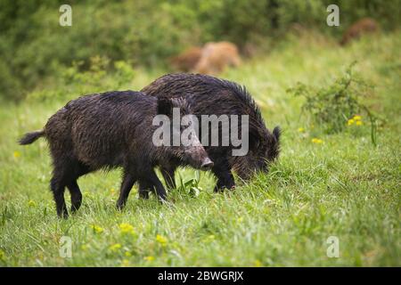 Wet wild boars feeding on green meadow in summer nature Stock Photo