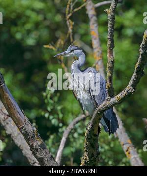 Grey Heron (Ardea cinerea) Stock Photo