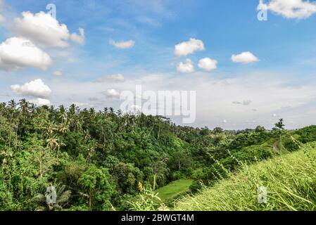 Palm trees on a hillside as seen from the beautiful Campuhan Ridge Walk just outside of Ubud, Bali, Indonesia. Stock Photo