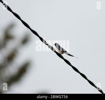 Swallow perching on power lines Stock Photo