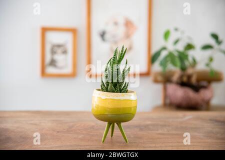 Cactus In Colorful Handmade Ceramic Pot On White Table Stock Photo Alamy