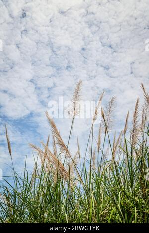 Grass on spring  meadow and sky with clouds at sunny day closeup Stock Photo
