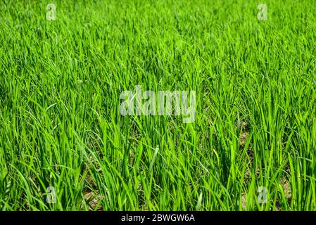 Green grass texture for background. Green lawn pattern and texture background. Stock Photo