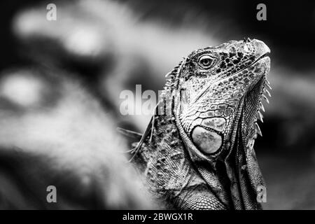 Green iguana (Iguana iguana) near La Fortuna, Arenal, Alajuela Province, Costa Rica