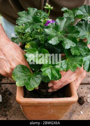 Gardener planting a cascading geranium flower in a terracotta container. Stock Photo