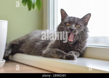 Gray cat Nebelung cat is lying on the windowsill and yawns at home. Nebelung-a rare breed, similar to the Russian blue, except for medium length, with Stock Photo