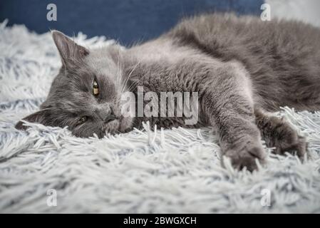 Gray cat Nebelung cat is lying on the sofa at home. Nebelung-a rare breed, similar to the Russian blue, except for medium length, with silky hair. Stock Photo
