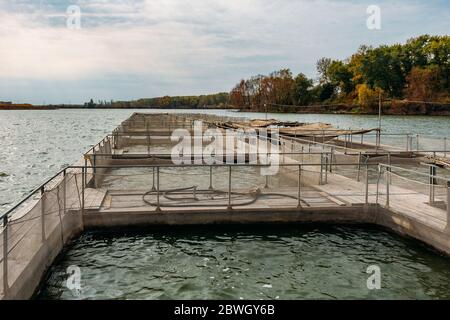 Fish farm for breeding for sturgeon fry in net cages. Concept aquaculture  pisciculture Stock Photo - Alamy