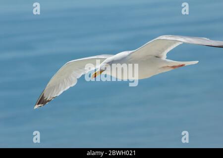Close-up of Seagull/gull flying eye level over the sea with waves in the background Stock Photo
