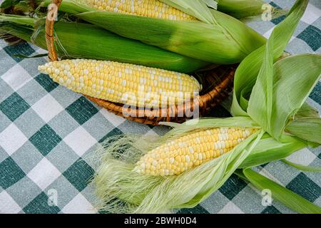 Photograph of freshly picked sweet corn on the cob with husk on and one husk removed,  getting ready for cooking. Stock Photo