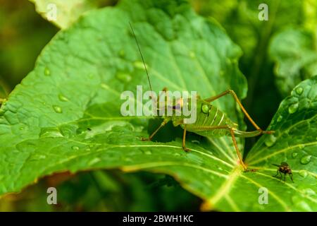 Green insect on leaf close up in Fagaras mountains, Romania Stock Photo