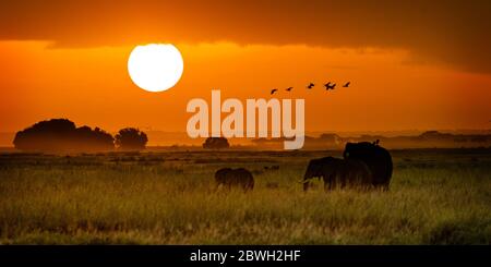 Family of African elephants walking along field in Amboseli, Kenya Africa during golden hour sunrise Stock Photo