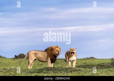 Male and female African lions together yawning as seen while on photo safari in the Mara Triangle Conservancy Stock Photo