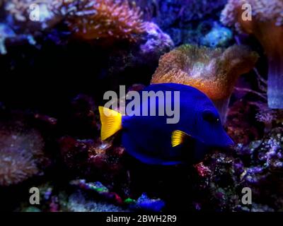 Zebrasoma xanthurum - Yellowtail purple tang swimming in reef aquarium Stock Photo