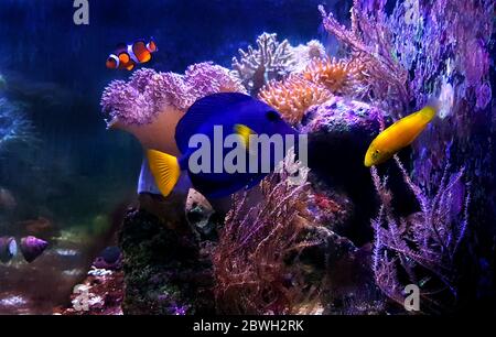Zebrasoma xanthurum - Yellowtail purple tang swimming in reef aquarium Stock Photo