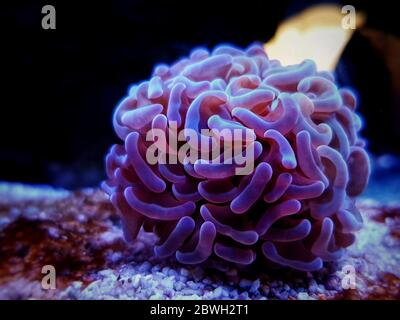 Euphyllia Anchor LPS coral -  Euphylliidae Ancora Stock Photo