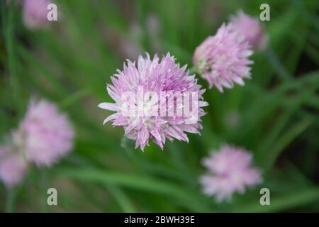 Blooming chives plant and Creeping jenny (Lysimachia nummularia) as a background after the rain Stock Photo