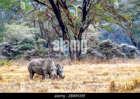 Two white rhinos in fever tree forest of Lake Nakuru of Kenya, Africa Stock Photo