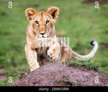 A cute and curious lion cub climbs on a mound and raises paw to greet safari guests