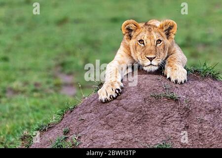 Closeup of cute one year old lion cub hanging on to a termite mound with room for text Stock Photo