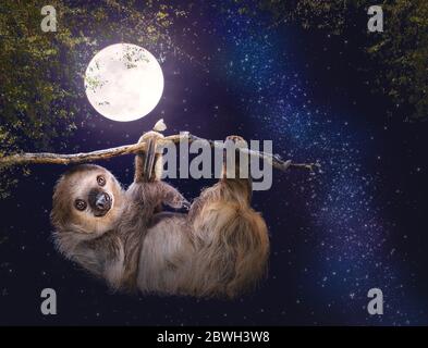 A cute two-toed sloth hanging from a tree branch at night with a full moon and stars glowing in the sky Stock Photo