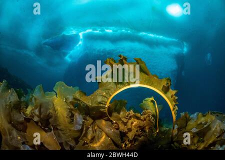 sugar kelp, sea belt, or Devil’s apron, Saccharina latissima, in front of an iceberg, Tasiilaq, Greenland, North Atlantic Ocean Stock Photo