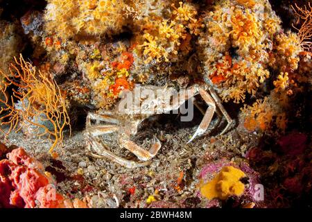 European spider crab, Maja squinado, and among yellow cluster anemones, Parazoanthus axinellae, sponges, and other corals, Stupiste Out dive site, Vis Stock Photo