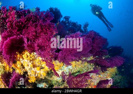 violescent sea whip, or red sea fan, Paramuricea clavata, yellow cluster anemones, Parazoanthus axinellae, and scuba diver, Wall of Bisevo, Vis Island Stock Photo