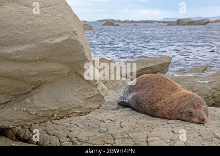 New Zealand fur seal at Point Kean on the Kaikoura Peninsula Stock Photo