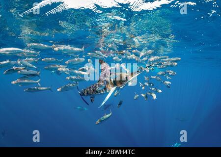 Striped marlin, Tetrapturus audax, feeding on sardine's bait ball, Sardinops sagax, Magdalena Bay, West Coast of Baja California, Pacific Ocean, Mexic Stock Photo