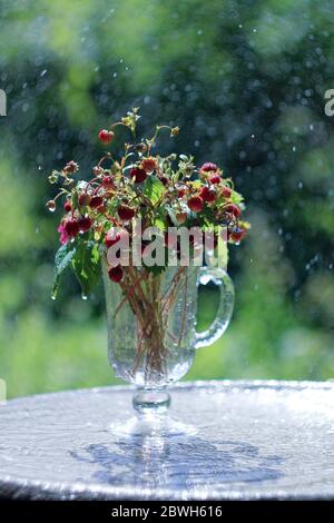 Wild strawberry bouquet in glass over green bokeh background Stock Photo