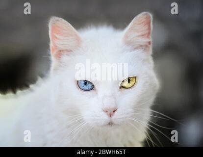 White cat with multi-colored eyes, turkish angora  Stock Photo