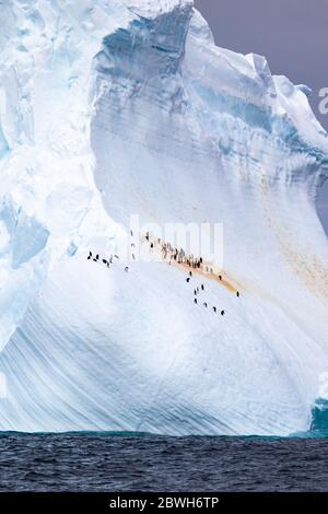 chinstrap penguins, Pygoscelis antarcticus, and gentoo penguins, Pygoscelis papua, resting on iceberg, Weddel sea Southern Ocean Stock Photo