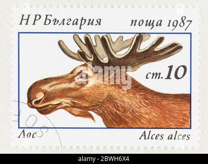 SEATTLE WASHINGTON - May 30, 2020: Close up of Eurasian Elk on 1987 Bulgaria stamp. Scott # 3257 Stock Photo