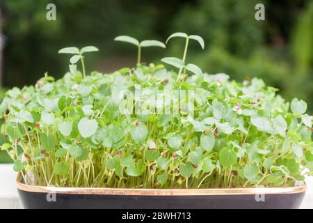 Micro greens concept background of sprouts growing Stock Photo