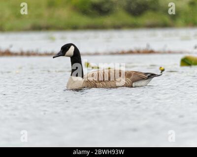 A Canada goose on a lake on a rainy day in Quebec,Canada. Stock Photo