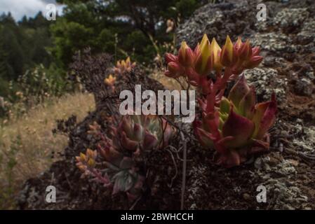 Bluff lettuce (Dudleya farinosa) a beautiful succulent plant endemic to the West Coast specifically California. Stock Photo