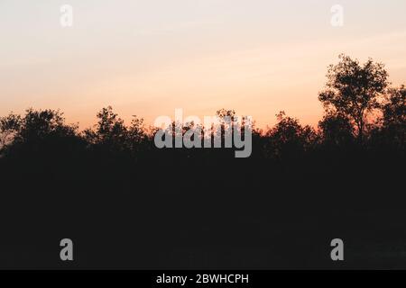 Tree silhouettes against orange sky Stock Photo