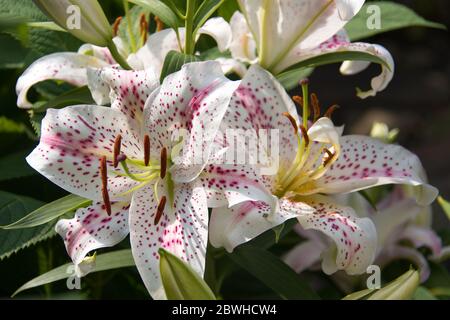 Oriental Lily Muscadet Stock Photo
