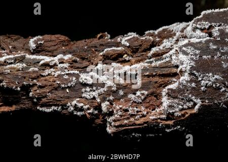 White coral slime mold (Ceratiomyxa fructiculosa) growing on rotting wood - Pisgah National Forest, Brevard, North Carolina, USA Stock Photo