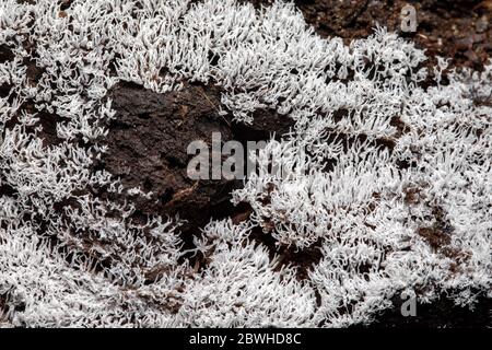 Close-up of white coral slime mold (Ceratiomyxa fructiculosa) - Pisgah National Forest, Brevard, North Carolina, USA Stock Photo