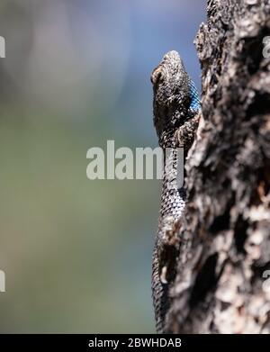 Close up of a large blue throated lizard climbing a tree in Northern Arizona. Stock Photo