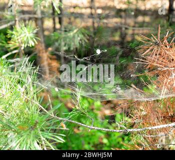 A cobweb hanging between needles and pine branches in the morning forest. Close-up. Stock Photo
