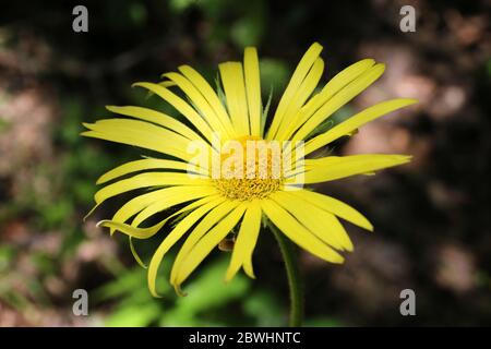 Doronicum hungaricum - Wild plant shot in the spring. Stock Photo