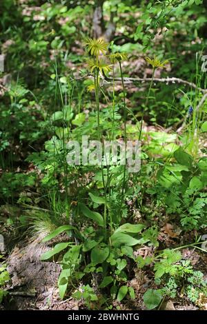 Doronicum hungaricum - Wild plant shot in the spring. Stock Photo