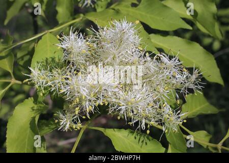 Fraxinus ornus, Manna Flowering Ash. Wild plant shot in the spring. Stock Photo